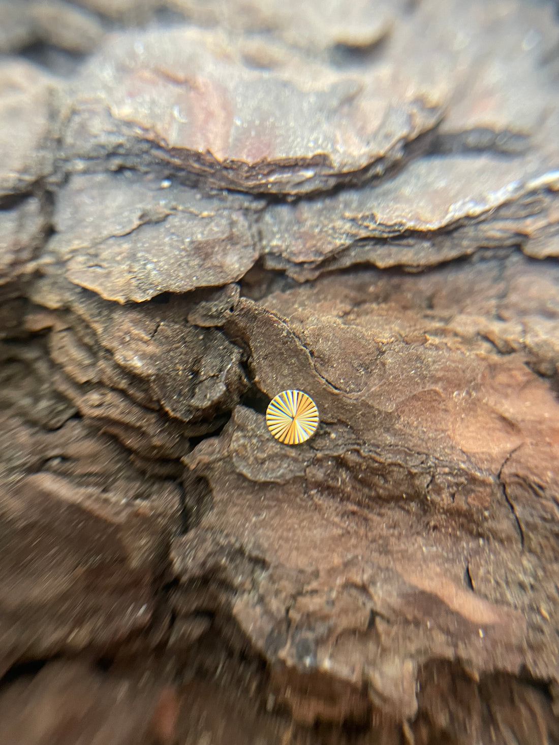 Gold Radiant Sun Dermal Top